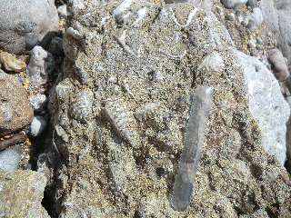 Trigonia fossil bivalves