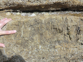 Burrows in the Corallian Beds, Black Head, Dorset