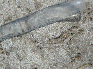 Thalassinoides burrow, Corallian Beds, Black Head, Dorset