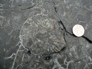 Pyritic ammonite, Kimmeridge clay, Dorset
