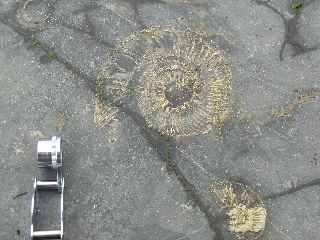 Pyritic ammonites, Kimmeridge clay, Dorset
