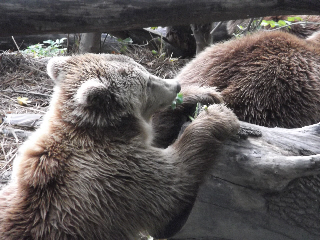 Brown bears at the Bärengraben, Bern